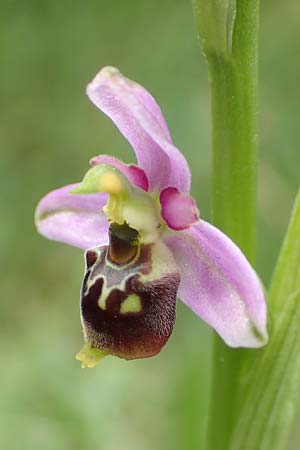 Ophrys elatior \ Hochwüchsige Ragwurz / Rangy Bee Orchid, D  Istein 25.6.2018 
