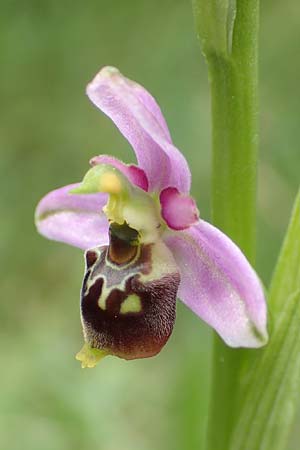 Ophrys elatior \ Hochwüchsige Ragwurz, D  Istein 25.6.2018 