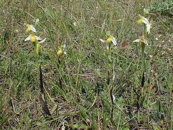 Ophrys apifera forma chlorantha \ Grünliche Bienen-Ragwurz / Greenish Bee Orchid, D  Querfurt 18.6.2023 
