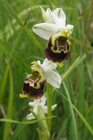 Ophrys holoserica \ Hummel-Ragwurz / Late Spider Orchid, D  Neuburg an der Donau 7.6.2012 