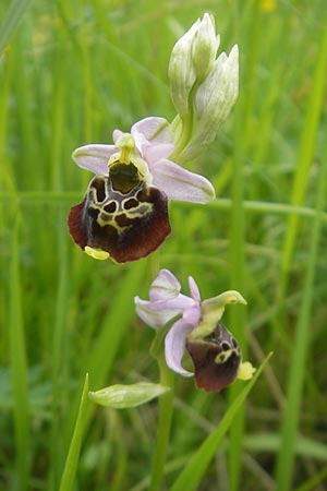 Ophrys holoserica \ Hummel-Ragwurz / Late Spider Orchid, D  Neuburg an der Donau 7.6.2012 