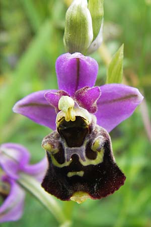 Ophrys holoserica / Late Spider Orchid, D  Östringen-Eichelberg 29.5.2016 