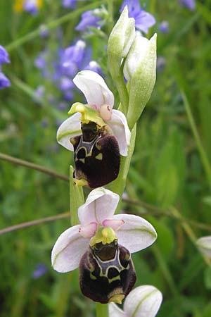 Ophrys holoserica \ Hummel-Ragwurz, D  Östringen-Eichelberg 29.5.2016 