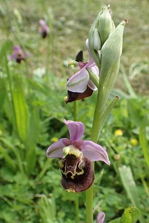 Ophrys holoserica \ Hummel-Ragwurz / Late Spider Orchid, D  Östringen-Eichelberg 28.5.2016 