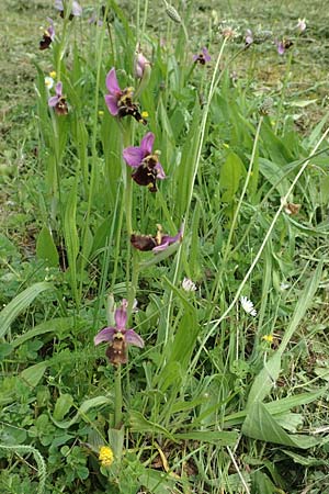 Ophrys holoserica \ Hummel-Ragwurz / Late Spider Orchid, D  Östringen-Eichelberg 28.5.2016 