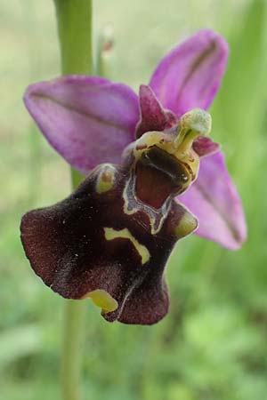 Ophrys holoserica \ Hummel-Ragwurz, D  Östringen-Eichelberg 28.5.2016 