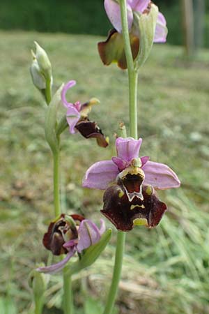 Ophrys holoserica \ Hummel-Ragwurz / Late Spider Orchid, D  Östringen-Eichelberg 28.5.2016 