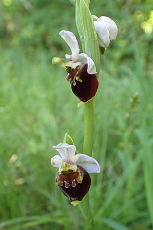 Ophrys holoserica \ Hummel-Ragwurz / Late Spider Orchid, D  Bruchsal 27.5.2020 