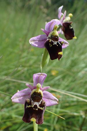 Ophrys holoserica \ Hummel-Ragwurz, D  Pforzheim 12.6.2021 