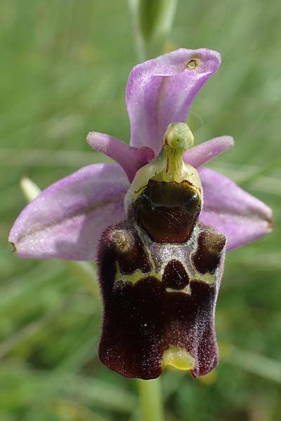 Ophrys holoserica \ Hummel-Ragwurz, D  Pforzheim 12.6.2021 