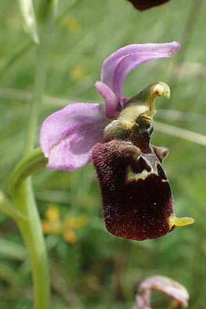 Ophrys holoserica \ Hummel-Ragwurz / Late Spider Orchid, D  Pforzheim 12.6.2021 