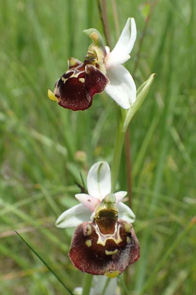 Ophrys holoserica \ Hummel-Ragwurz / Late Spider Orchid, D  Pforzheim 12.6.2021 