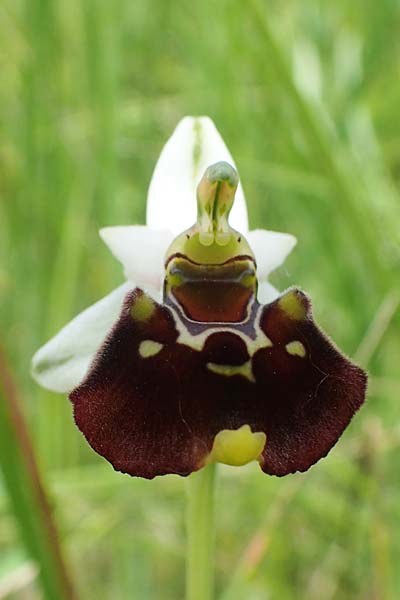 Ophrys holoserica \ Hummel-Ragwurz / Late Spider Orchid, D  Pforzheim 12.6.2021 