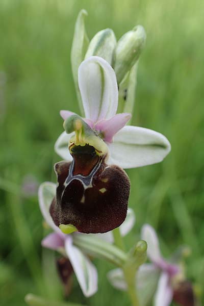 Ophrys holoserica \ Hummel-Ragwurz, D  Pforzheim 12.6.2021 