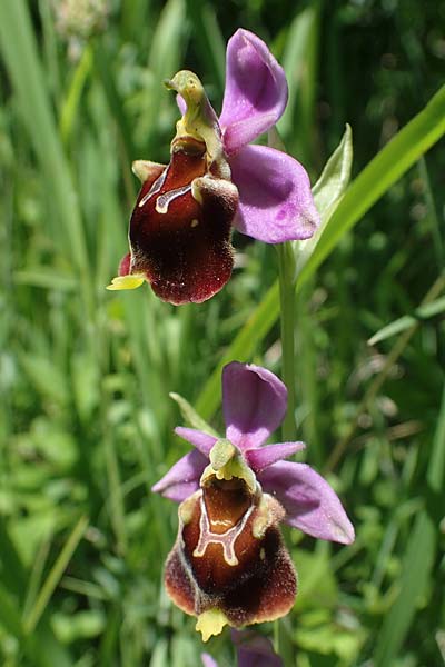 Ophrys holoserica \ Hummel-Ragwurz / Late Spider Orchid, D  Neuleiningen 13.6.2021 