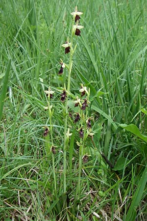 Ophrys insectifera \ Fliegen-Ragwurz, D  Hurlach 8.6.2008 