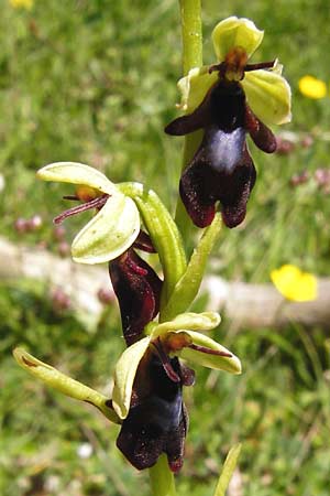 Ophrys insectifera \ Fliegen-Ragwurz / Fly Orchid, D  Friedewald 31.5.2014 