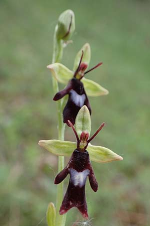 Ophrys insectifera \ Fliegen-Ragwurz / Fly Orchid, D  Thüringen, Bad Frankenhausen 8.6.2022 