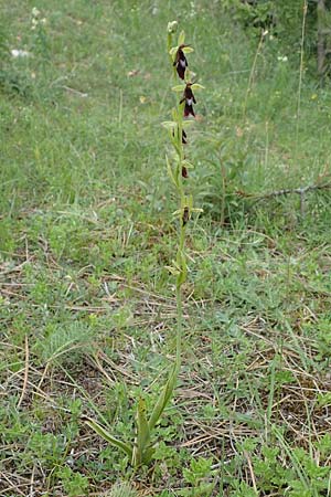 Ophrys insectifera / Fly Orchid, D  Thüringen, Bad Frankenhausen 8.6.2022 