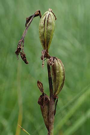 Ophrys insectifera \ Fliegen-Ragwurz, D  Mosbach 13.7.2022 