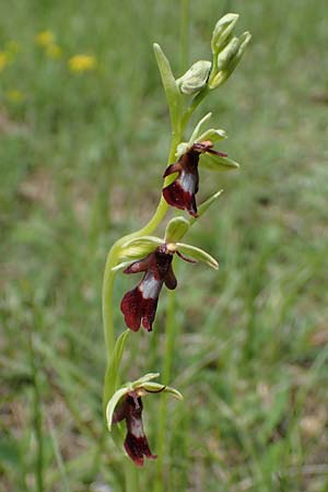 Ophrys insectifera / Fly Orchid, D  Buchen 20.5.2023 