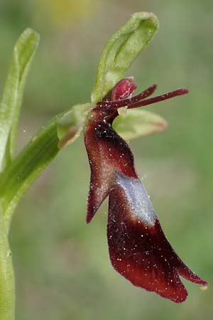 Ophrys insectifera / Fly Orchid, D  Buchen 20.5.2023 