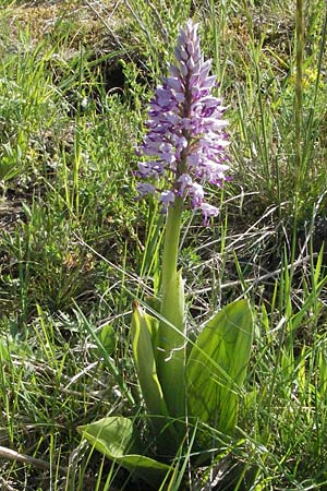 Orchis militaris \ Helm-Knabenkraut, D  Karlstadt 1.5.2007 