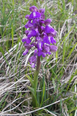 Anacamptis morio \ Salep-Knabenkraut, Kleines Knabenkraut / Green-Winged Orchid, D  Eching 5.5.2012 