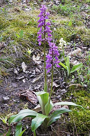 Orchis mascula \ Manns-Knabenkraut, Stattliches Knabenkraut / Early Purple Orchid, D  Thüringen, Drei Gleichen 7.5.2013 