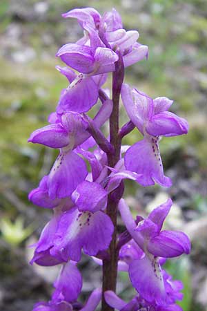 Orchis mascula \ Manns-Knabenkraut, Stattliches Knabenkraut / Early Purple Orchid, D  Thüringen, Drei Gleichen 7.5.2013 