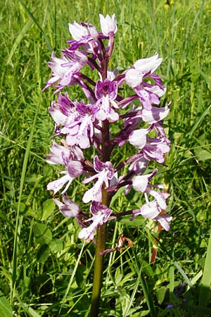 Orchis militaris \ Helm-Knabenkraut / Military Orchid, D  Ketsch 16.5.2014 