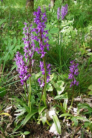 Orchis mascula \ Manns-Knabenkraut, Stattliches Knabenkraut / Early Purple Orchid, D  Herborn 16.5.2015 