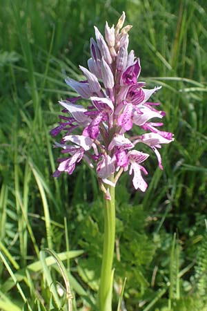 Orchis militaris \ Helm-Knabenkraut, D  Tübingen 7.5.2016 