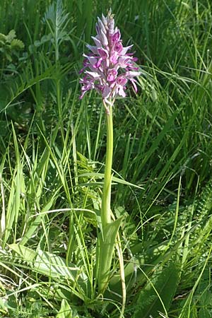 Orchis militaris \ Helm-Knabenkraut / Military Orchid, D  Tübingen 7.5.2016 