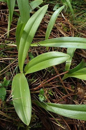 Orchis militaris \ Helm-Knabenkraut / Military Orchid (Rosette), D  Hardheim-Schweinberg 20.5.2017 