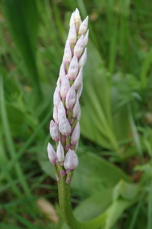 Orchis militaris \ Helm-Knabenkraut, D  Oberlaudenbach 28.4.2018 