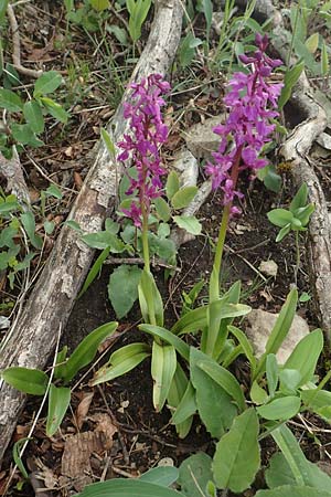 Orchis mascula \ Manns-Knabenkraut, Stattliches Knabenkraut / Early Purple Orchid, D  Waldshut-Tiengen 1.5.2019 