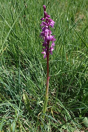 Orchis mascula \ Manns-Knabenkraut, Stattliches Knabenkraut / Early Purple Orchid, D  Odenwald, Lindenfels 10.4.2020 