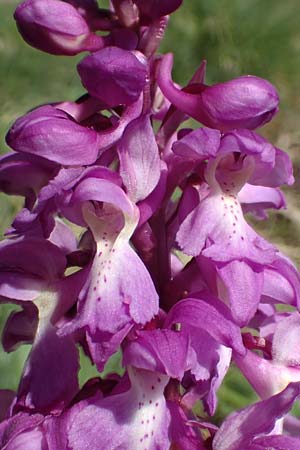 Orchis mascula \ Manns-Knabenkraut, Stattliches Knabenkraut / Early Purple Orchid, D  Odenwald, Lindenfels 10.4.2020 