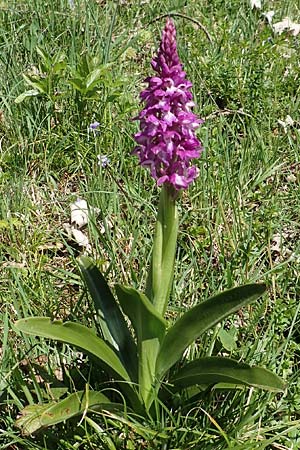 Orchis mascula / Early Purple Orchid, D  Odenwald, Lindenfels 10.4.2020 