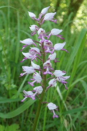 Orchis militaris \ Helm-Knabenkraut / Military Orchid, D  Ketsch 21.5.2020 