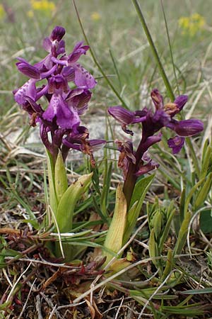 Anacamptis morio \ Salep-Knabenkraut, Kleines Knabenkraut / Green-Winged Orchid, D  Grünstadt-Asselheim 1.5.2021 