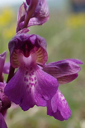 Anacamptis morio \ Salep-Knabenkraut, Kleines Knabenkraut / Green-Winged Orchid, D  Grünstadt-Asselheim 1.5.2021 