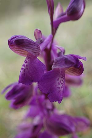 Anacamptis morio \ Salep-Knabenkraut, Kleines Knabenkraut / Green-Winged Orchid, D  Grünstadt-Asselheim 1.5.2021 