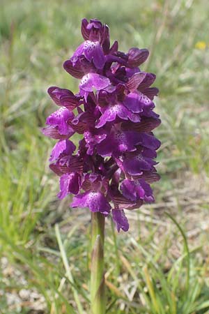 Anacamptis morio \ Salep-Knabenkraut, Kleines Knabenkraut / Green-Winged Orchid, D  Apfelberg 3.5.2021 