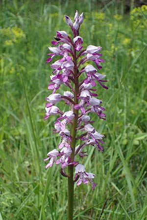 Orchis militaris \ Helm-Knabenkraut, D  Ketsch 20.5.2021 