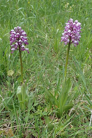 Orchis militaris, Military Orchid