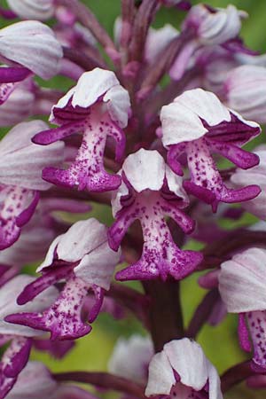 Orchis militaris \ Helm-Knabenkraut / Military Orchid, D  Ketsch 20.5.2021 