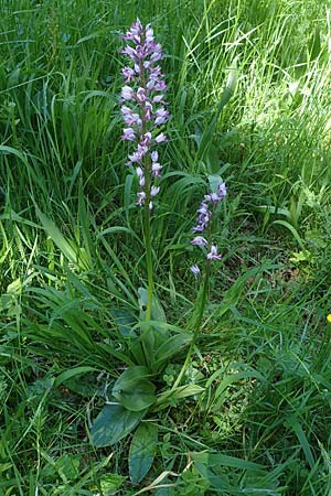 Orchis militaris \ Helm-Knabenkraut / Military Orchid, D  Oberlaudenbach 31.5.2021 