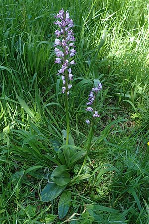 Orchis militaris \ Helm-Knabenkraut / Military Orchid, D  Oberlaudenbach 31.5.2021 